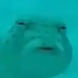fishshell