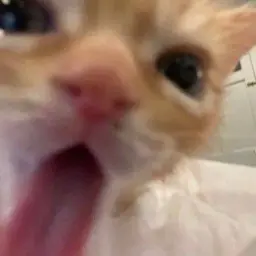 lilbone