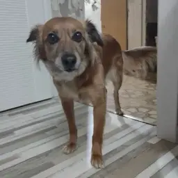 SiberianWork
