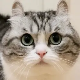 cocoa