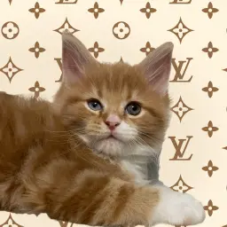 мейнкун