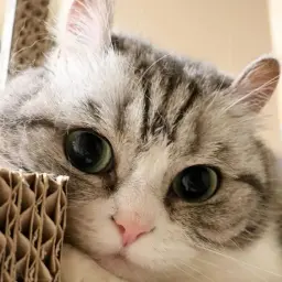 Makora
