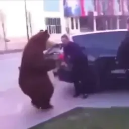 dollartrias