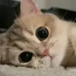 FreeMoki
