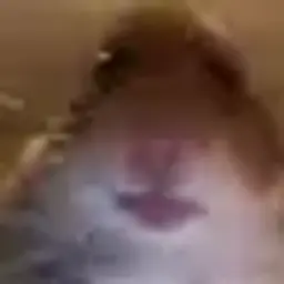 Kaidooo