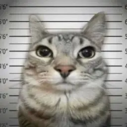Wilixx