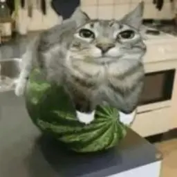 dypada