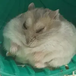richfathamster