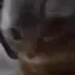 oiq