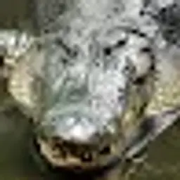 Aligatorrr