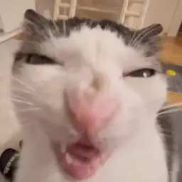 Kamyan