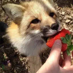 GriddenFox