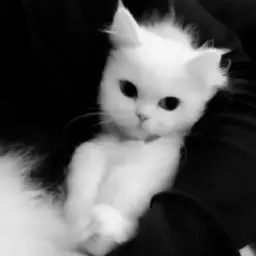 Quxtt