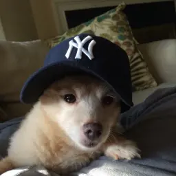theskyee