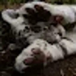 Lion6386