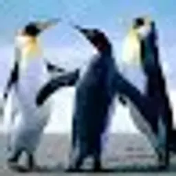 AAoAra