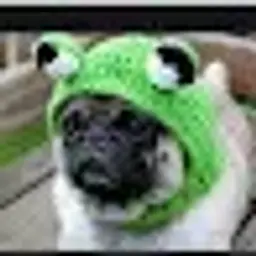 fredh