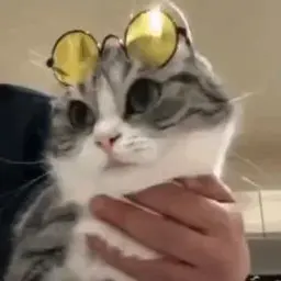 tay