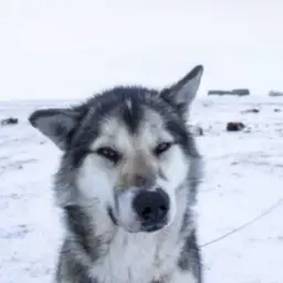 Кащенко