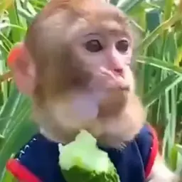 Papara