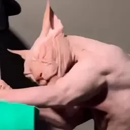 yumxko