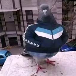 WonderfulNobody