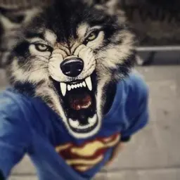 BuyBuyFoll