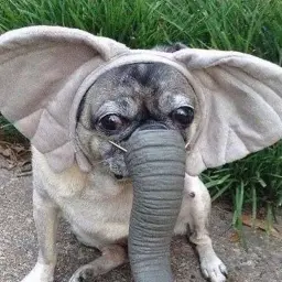 loxtupoiblinb