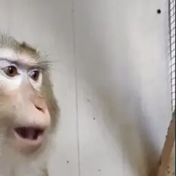 qqqk