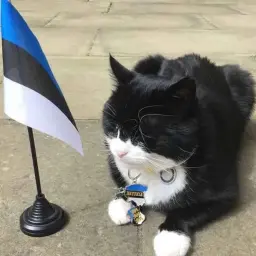 RhineAbobus