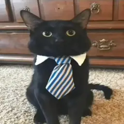 broadb0y
