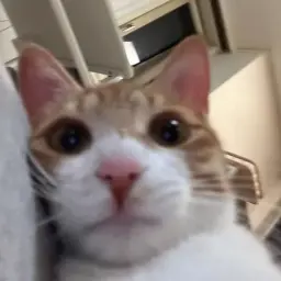 fakepeek