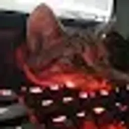 Dshnokakto