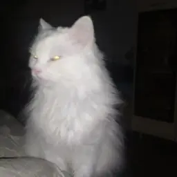 cupshine