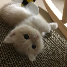 Хасл