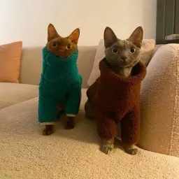 ЛысыйКотя