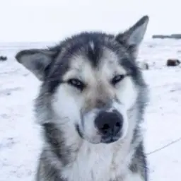 ЯТОПТЫТОП