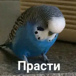 Popuguy