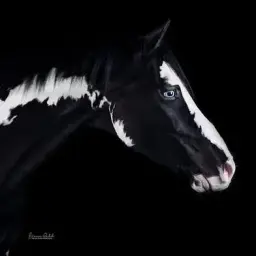 EinPferd666