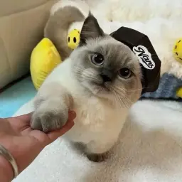 Летсгоу