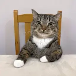 meccenat