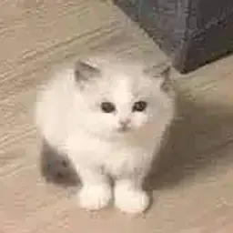 меланхолик
