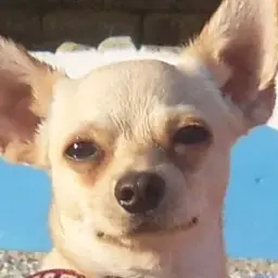 Joraobjora