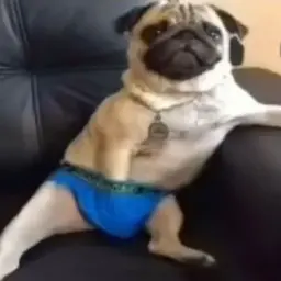 vlasovpsina