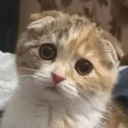 Aandruhha