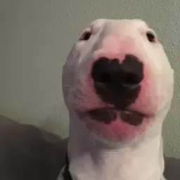 idklol443