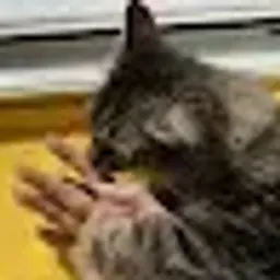 Соня