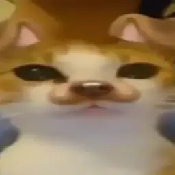 spleex