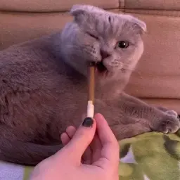 chifonskii