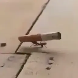 Lucky_strike